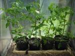 Tomato seedlings maturing in greenhouse